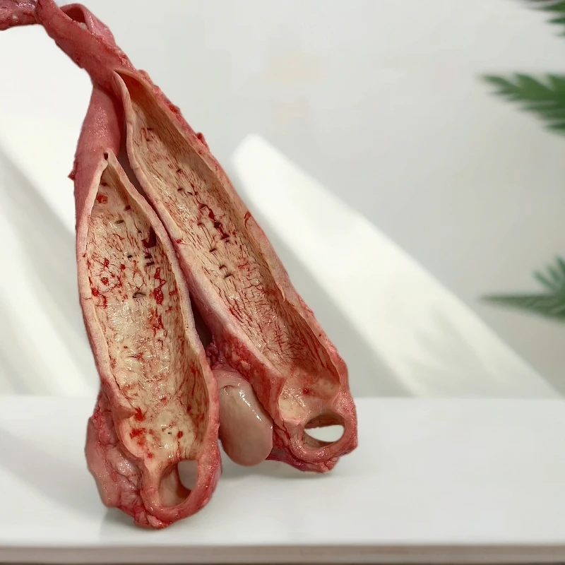 【牛黄喉】黄喉 牛心管3斤无碱发无水泡新鲜修油