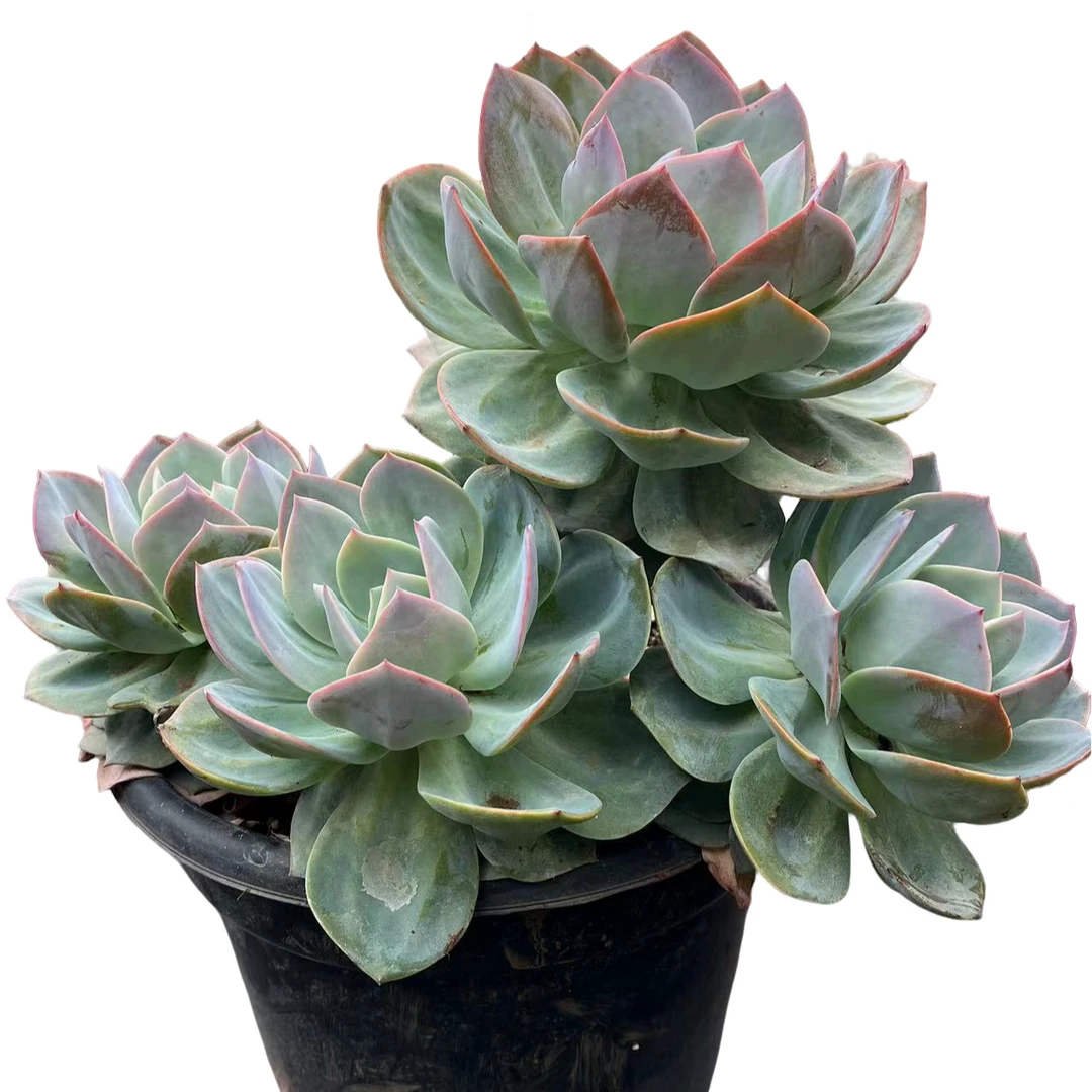 精品多肉 多头血凤