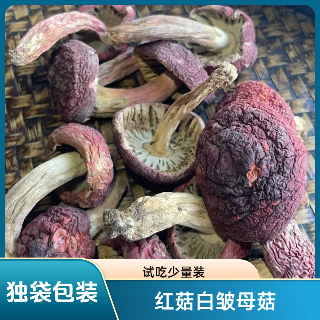 红菇正宗福建蓝底灰肉正红菇白褶母菇