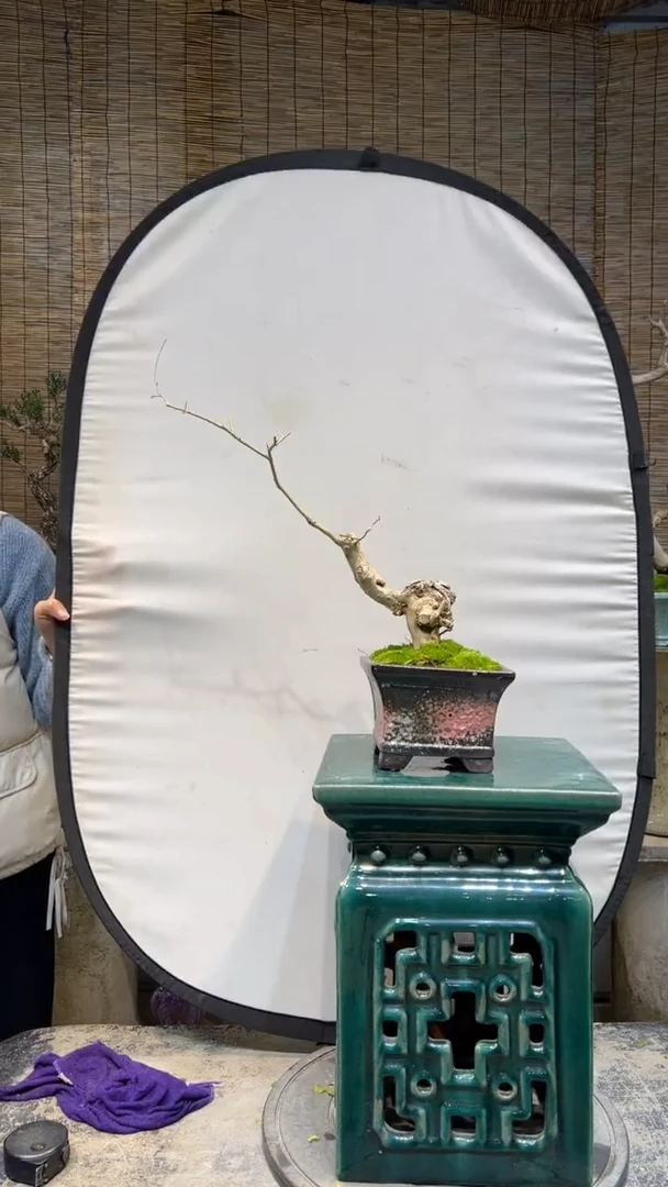 【闪购商品】宫粉紫薇