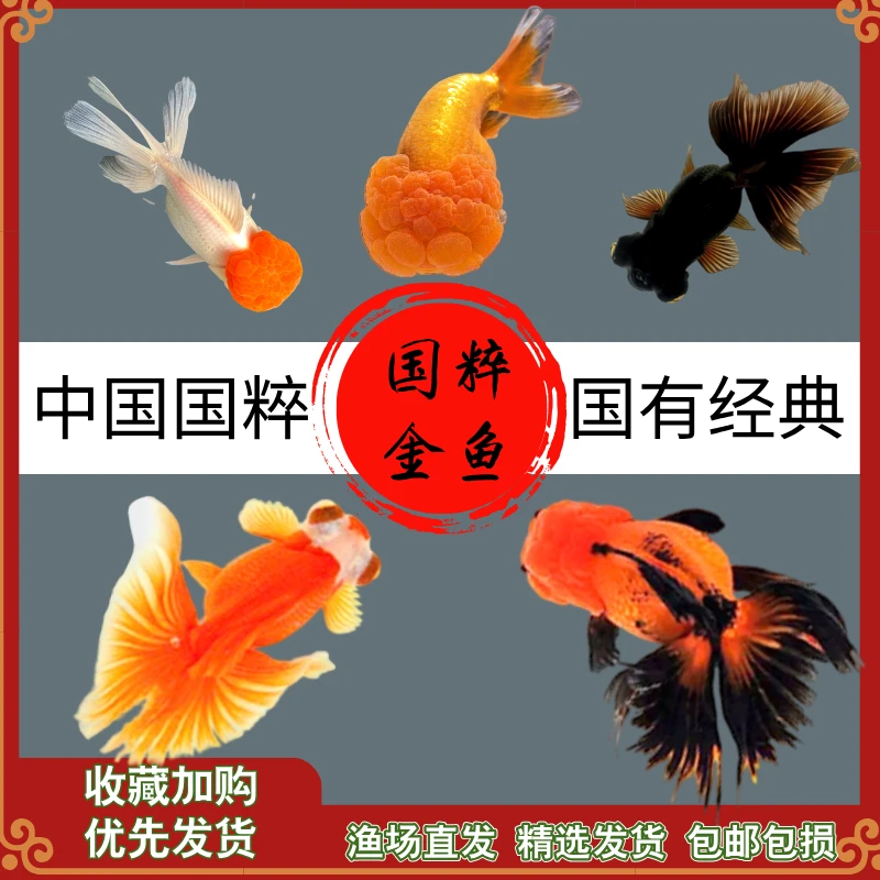 金鱼活鱼观赏鱼冷水好养耐活淡水鱼顶红国狮泰狮兰寿鎏金蝶尾金鱼