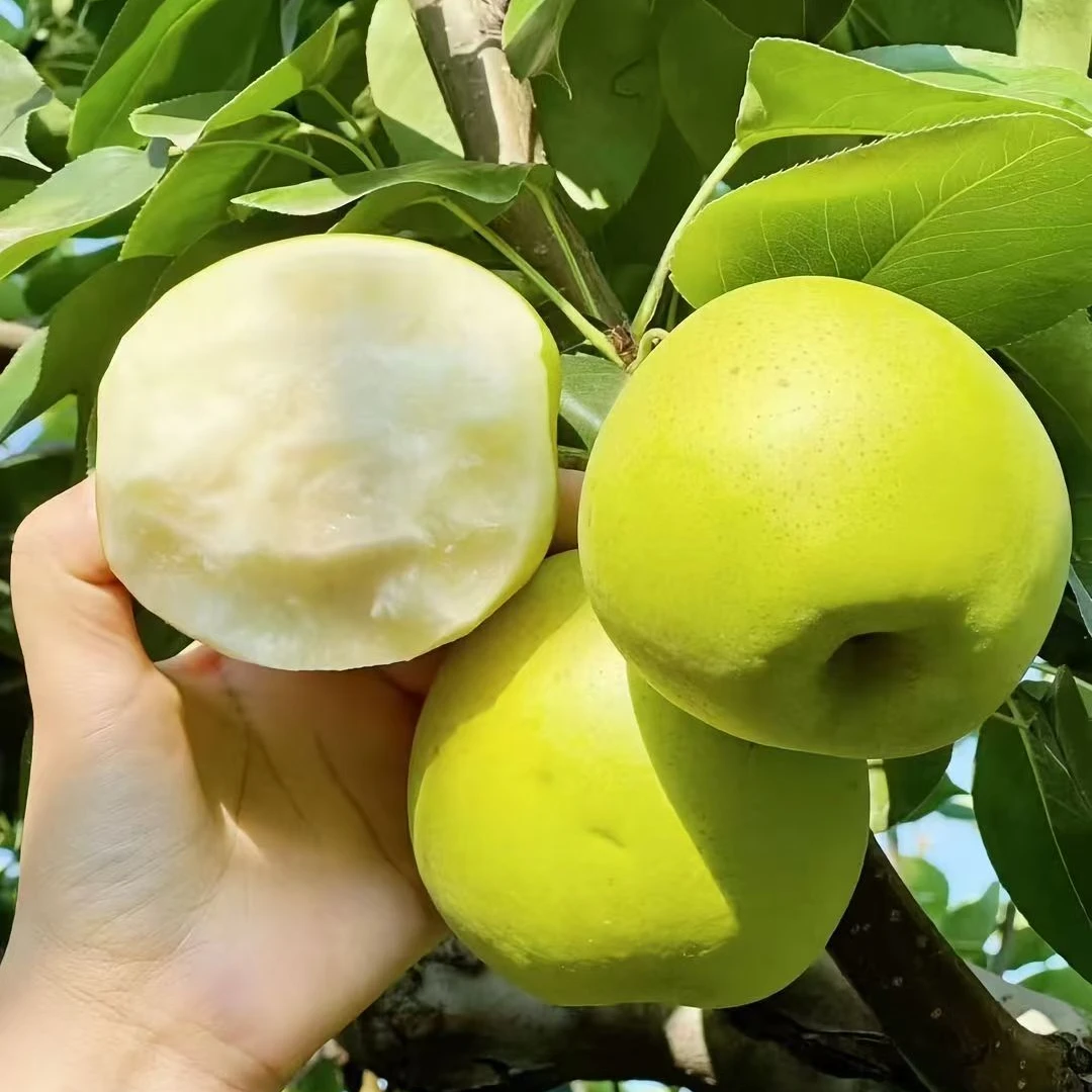 新鲜砀山青梨皇冠梨翠冠梨当季水果脆甜多汁爽口
