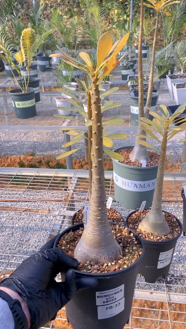 【闪购商品】索科特拉沙漠玫瑰FB-33