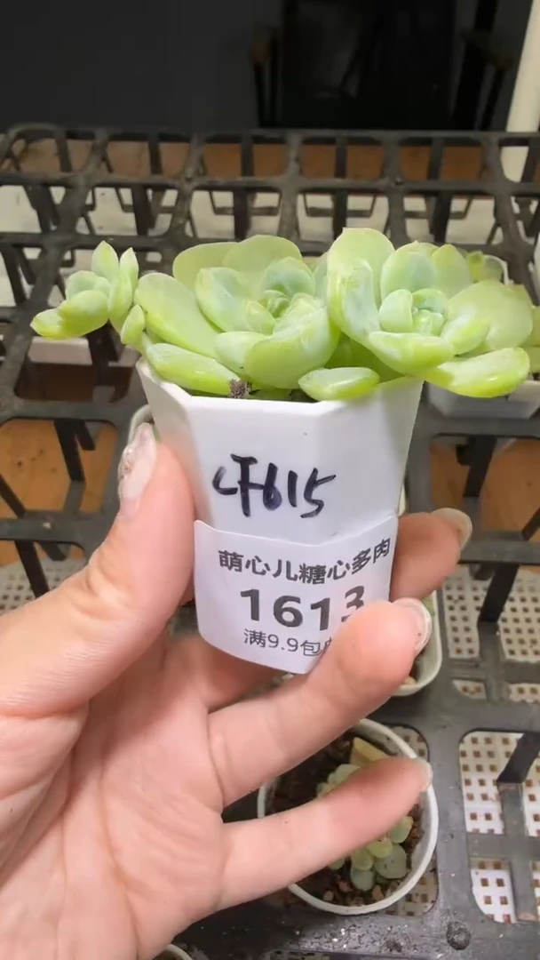 1613  CF615多肉植物