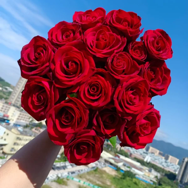 【AAA级】卡罗拉红玫瑰稀有单头10支 云南花卉基地直发 花束室内水养瓶插花  今天拍，明天到