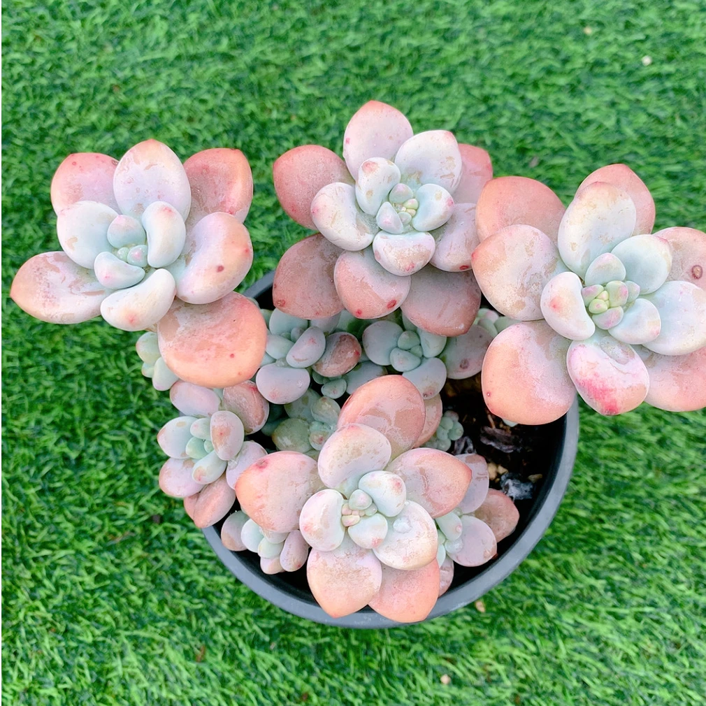红洛神高桩群精品多肉植物盆栽阳台花卉好养一单包邮