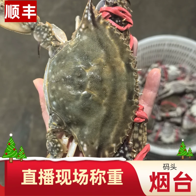 【福利款】烟台码头梭子蟹鲜活七八成肥海捕螃蟹【保鲜不保活】斤只两