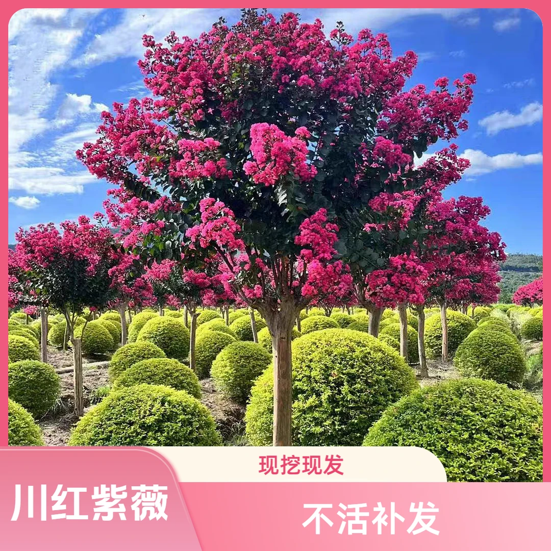 矮霸低分支紫薇树