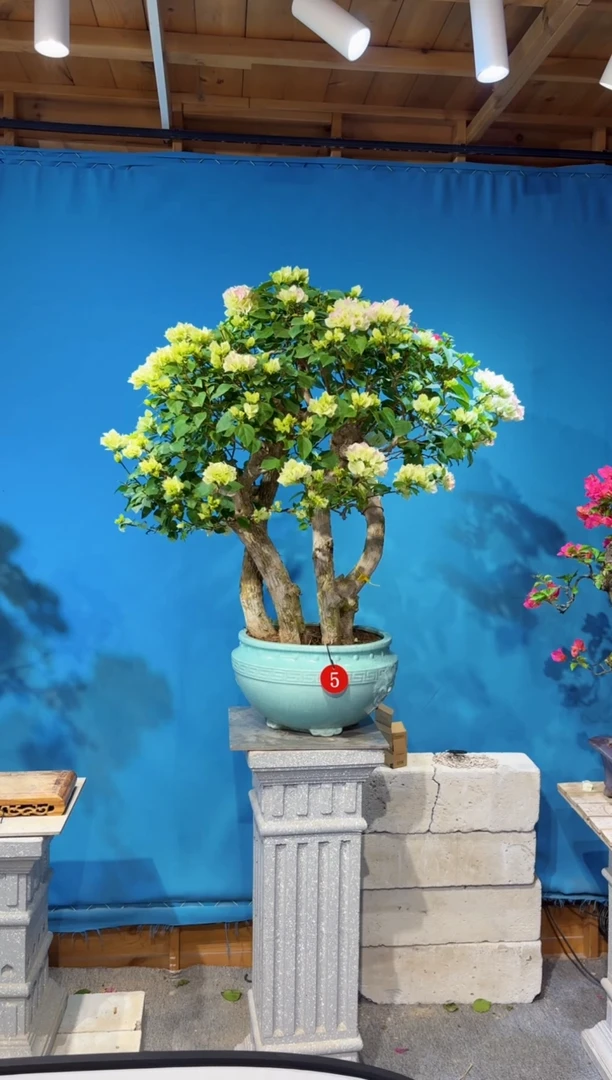 无花朵钢***帮绿樱