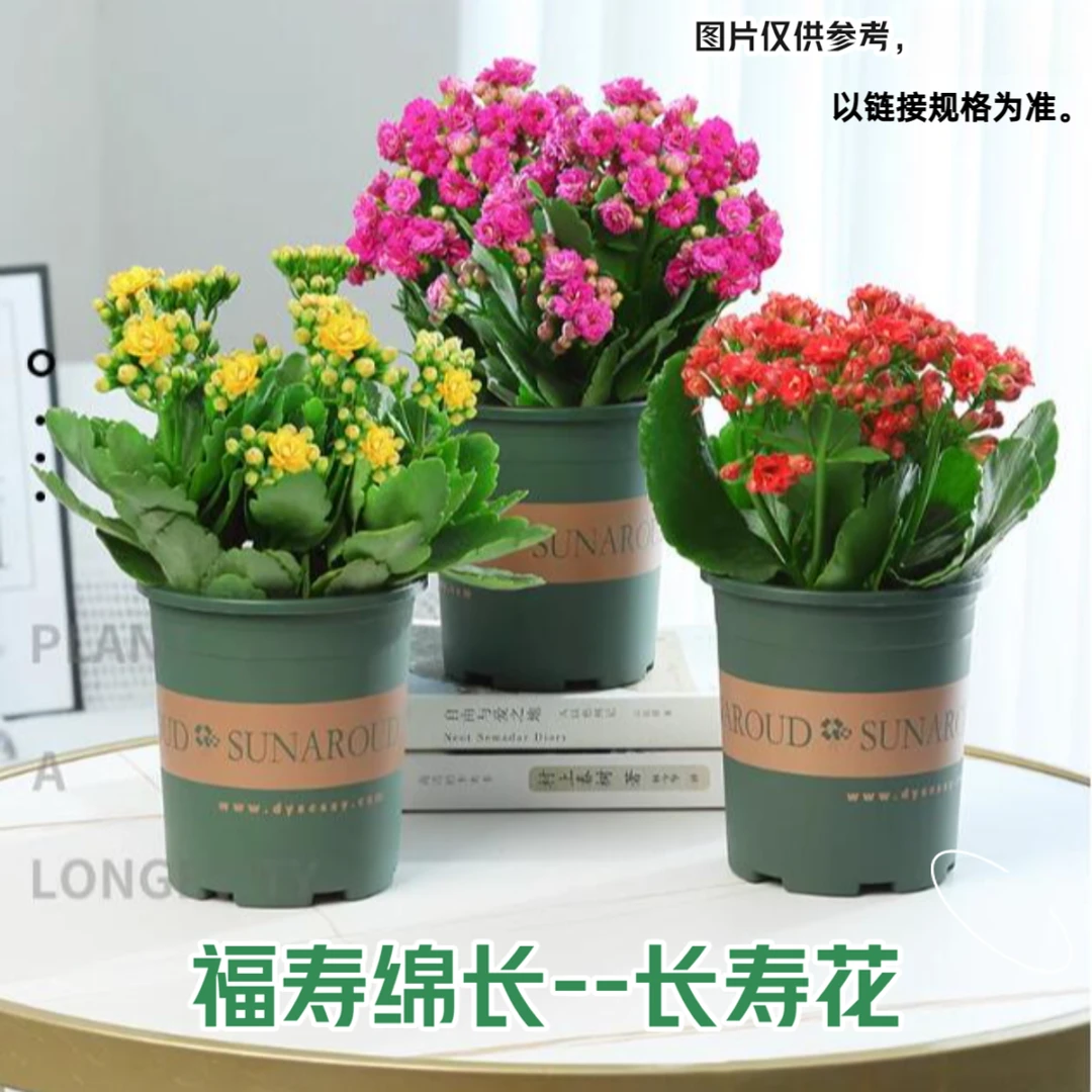长寿花加仑盆随机色带花苞绿植盆栽室内花卉盆栽阳台室内客厅窗台