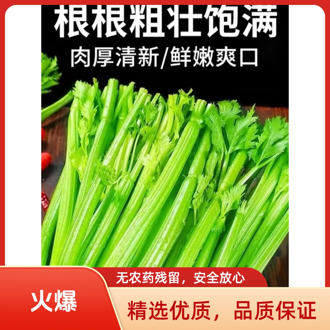 无农残   水果西芹 生吃西芹包邮  精品西芹 新鲜蔬菜  现挖现发