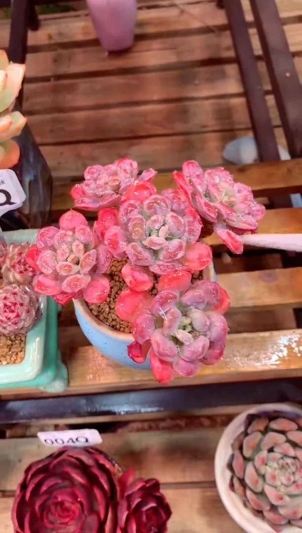 015Q有砍（一物一拍，精品多肉，所见即所得 ）