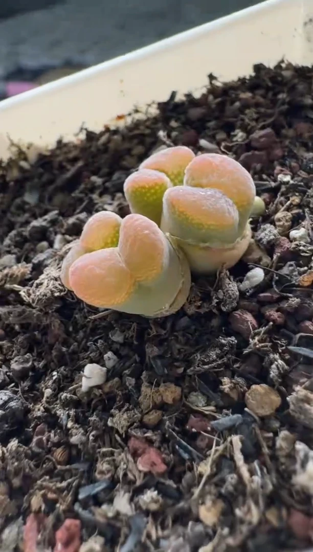 【闪购商品】15-199