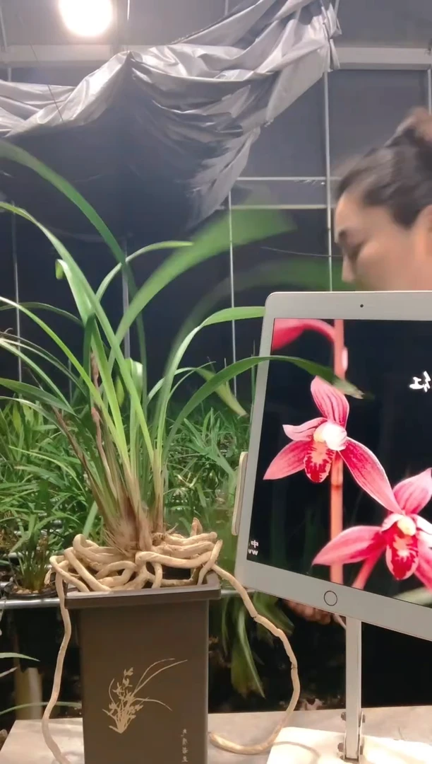 大部分开放少量花苞（****）市长红