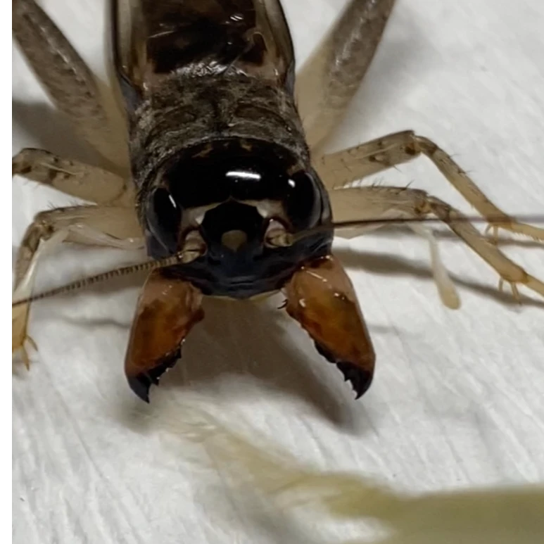 大蟀堂精品蟋蟀 蛐蛐 白虫 人工斗蟋蟀