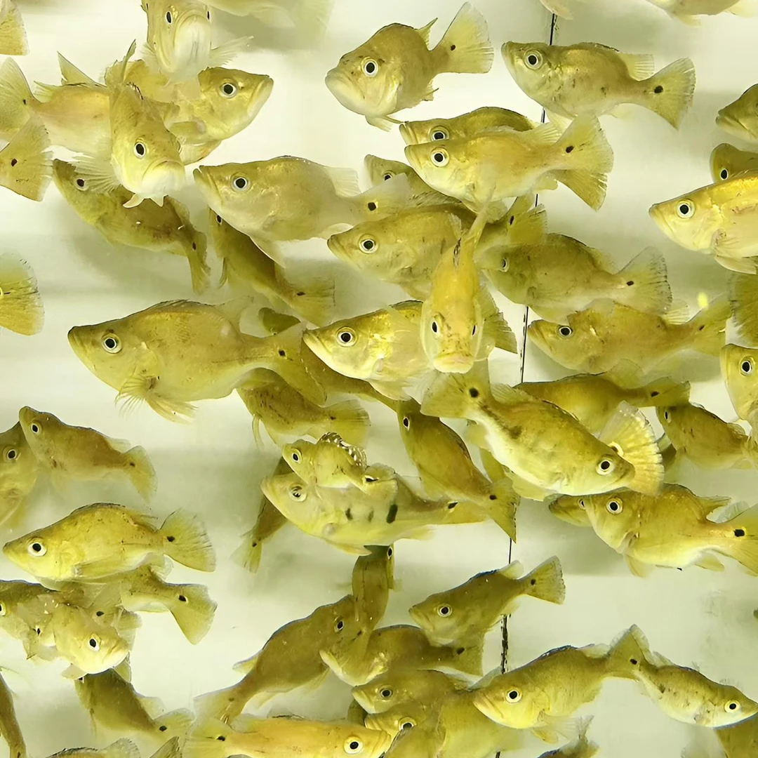 11-13cm短身巴西亚观赏鱼