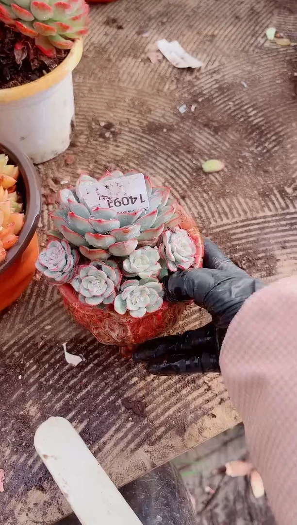 雅*跃跃精品多肉14091