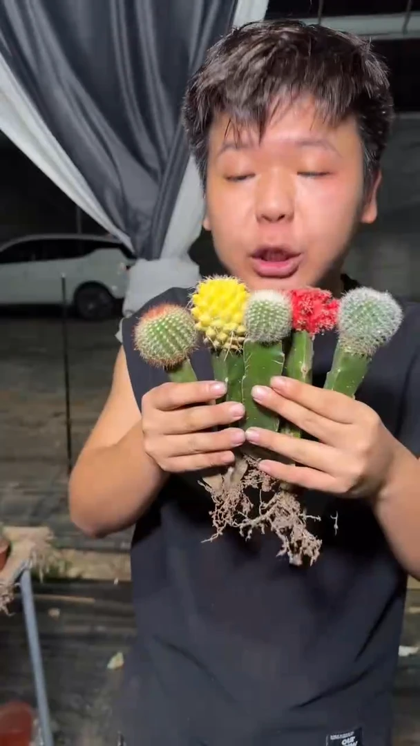 5颗 彩色嫁接仙人球