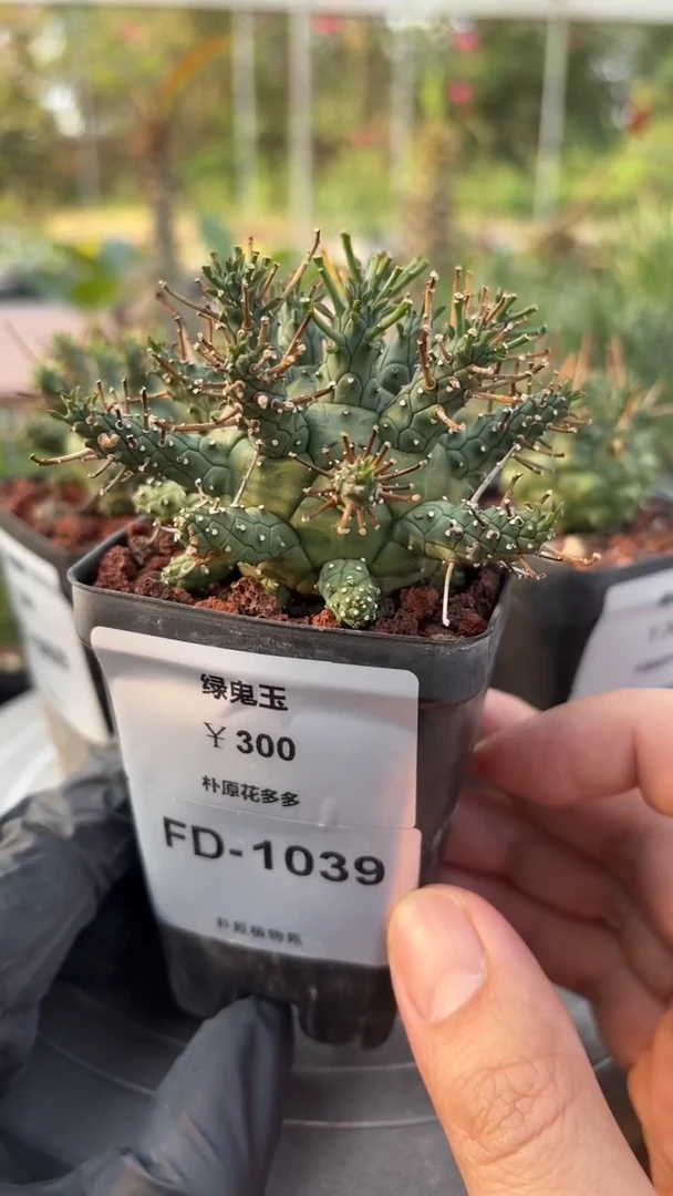 绿鬼玉大戟FD-1039