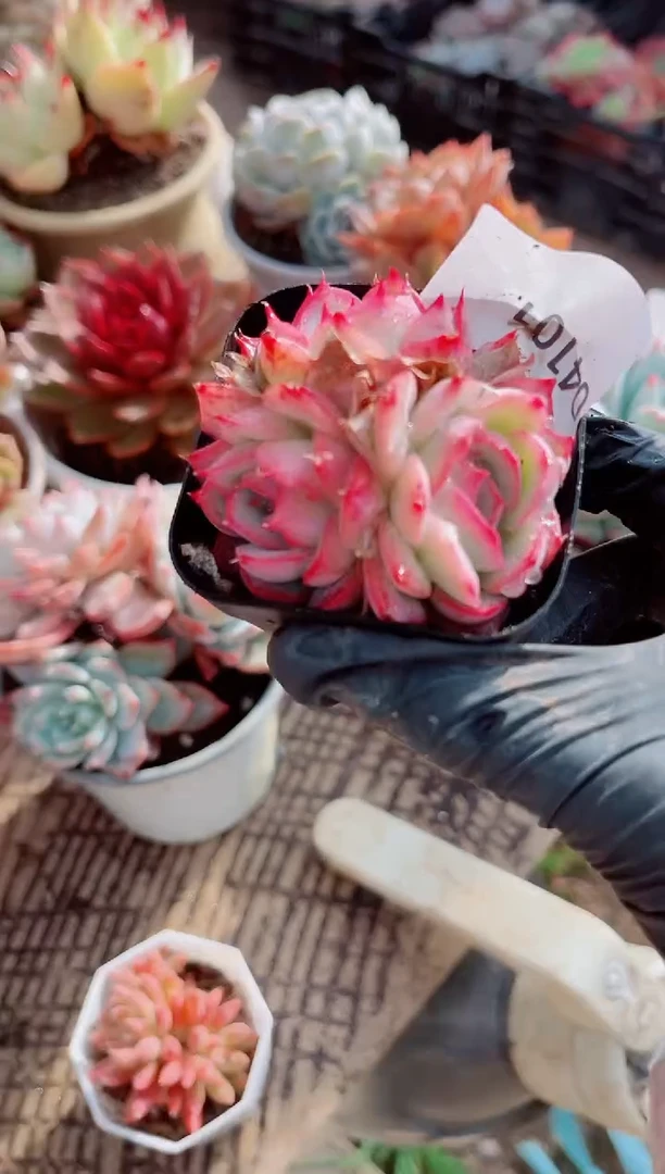 琴*跃跃精品多肉04101