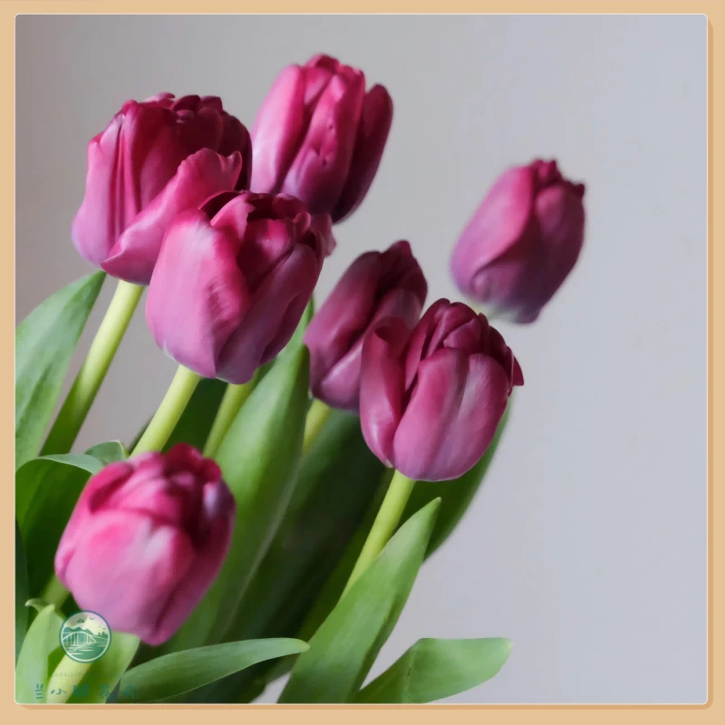 【甘肃自产】精选郁金香-小黑人10枝装 季节限定花材 顺丰包邮