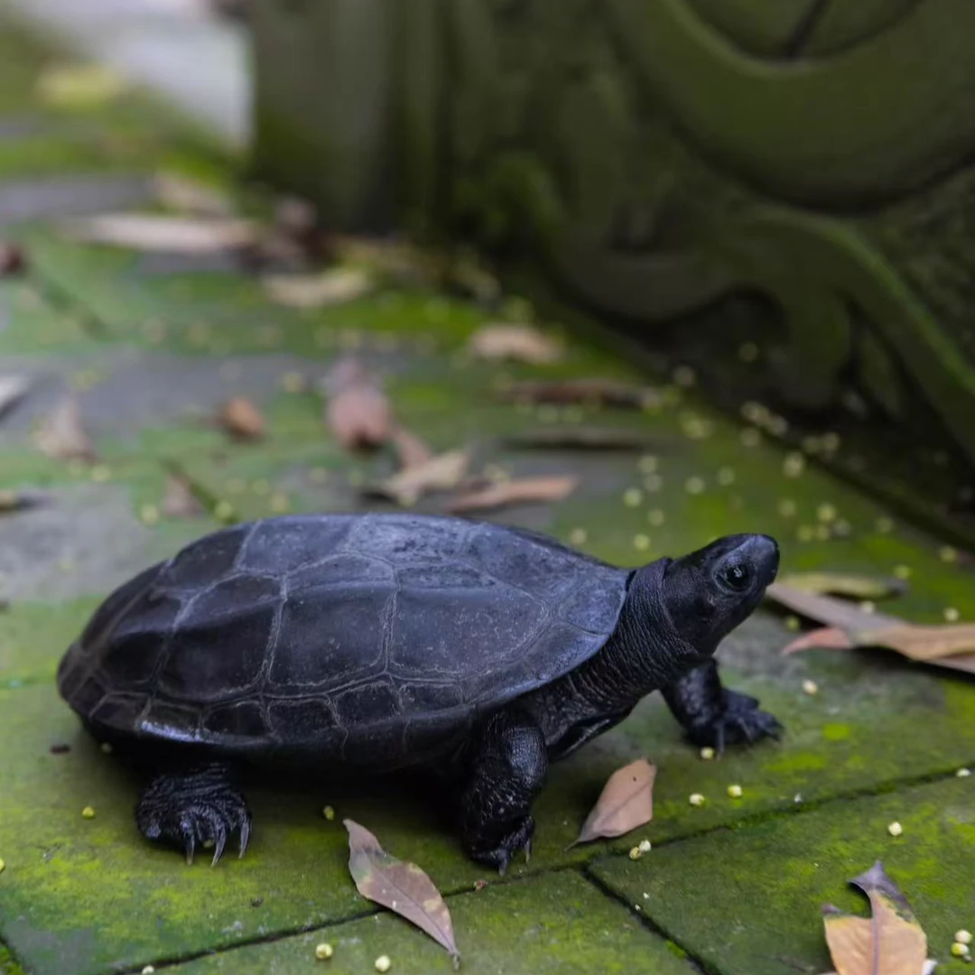 中华草龟    纯外塘冷水养殖   湖北墨龟