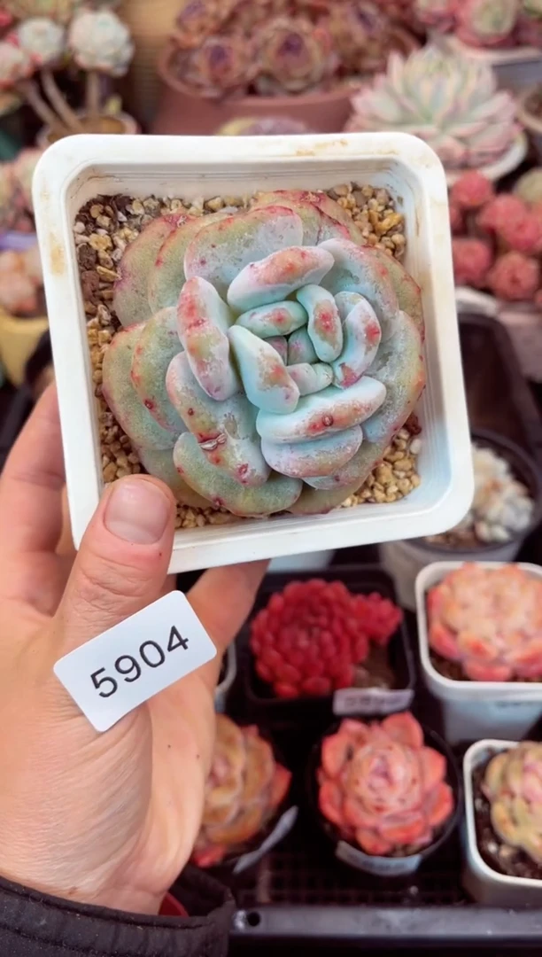 【闪购商品】5904橙子石化多肉