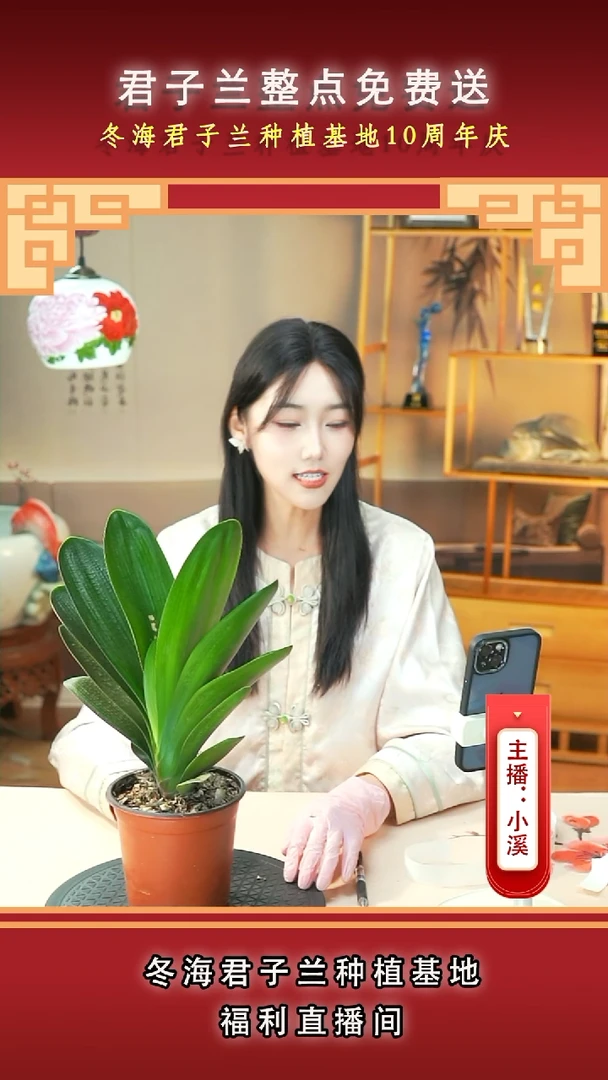 当前无花朵，栽培后可花朵成**人君子兰