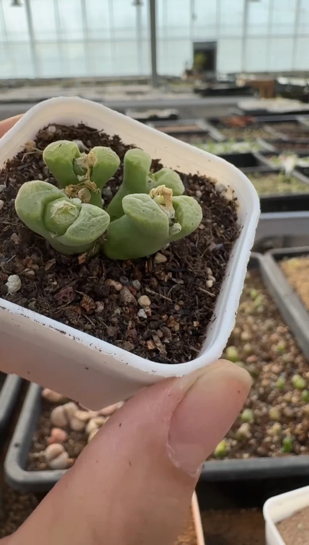 【闪购商品】7-463