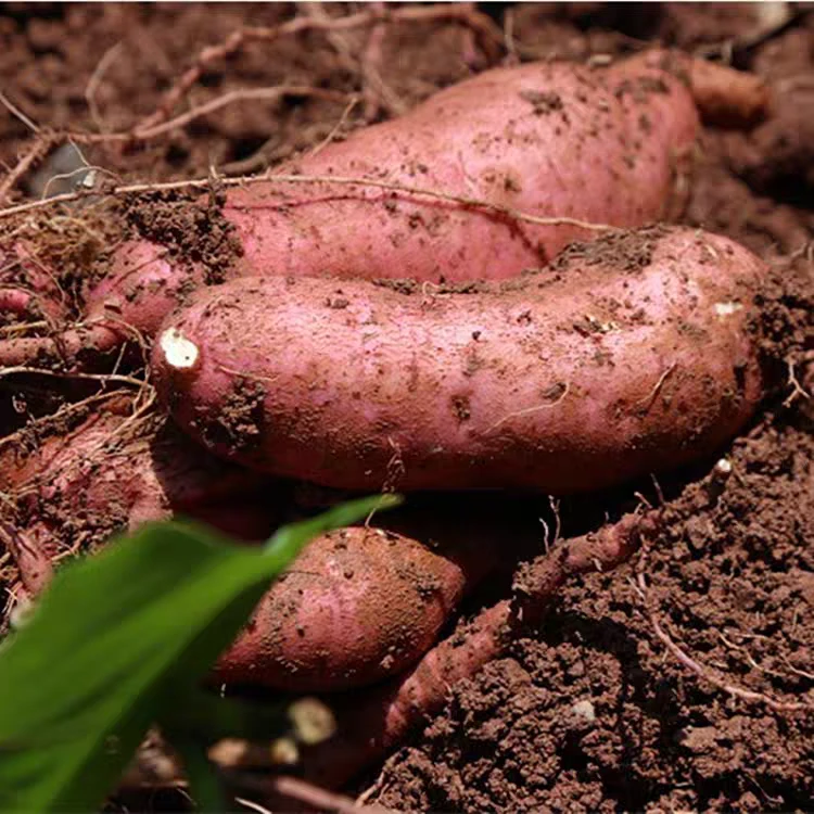 正宗长子河岸红薯6斤（大小混装）