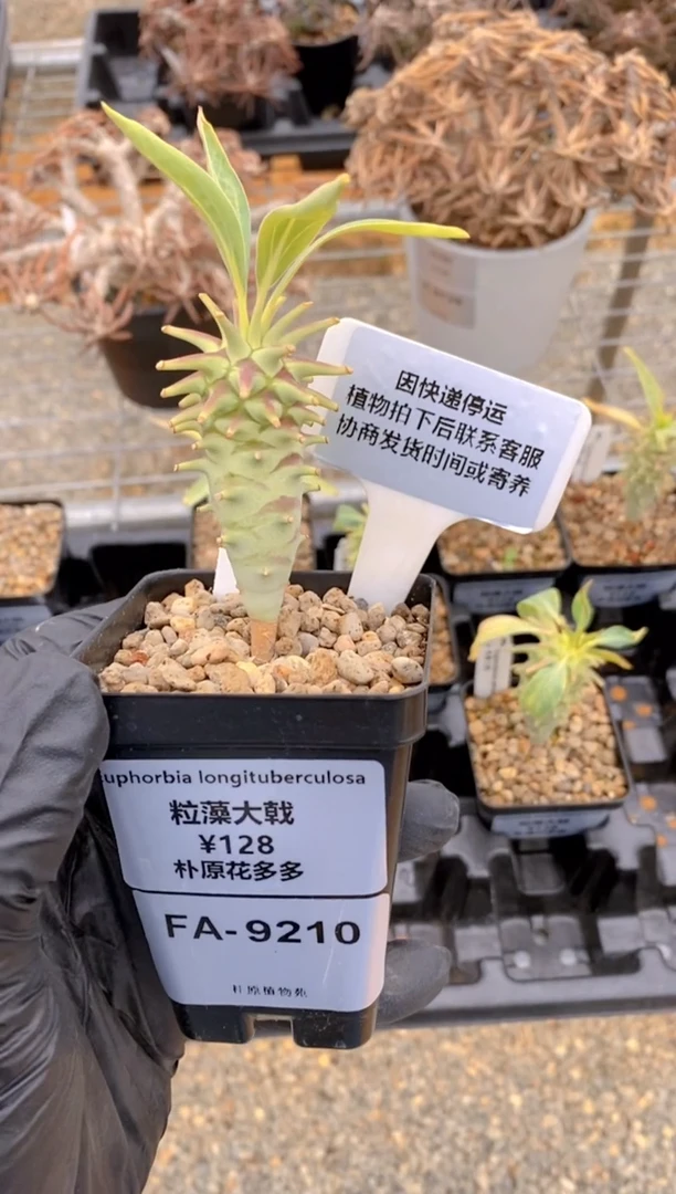 【闪购商品】粒藻大戟FA-9210