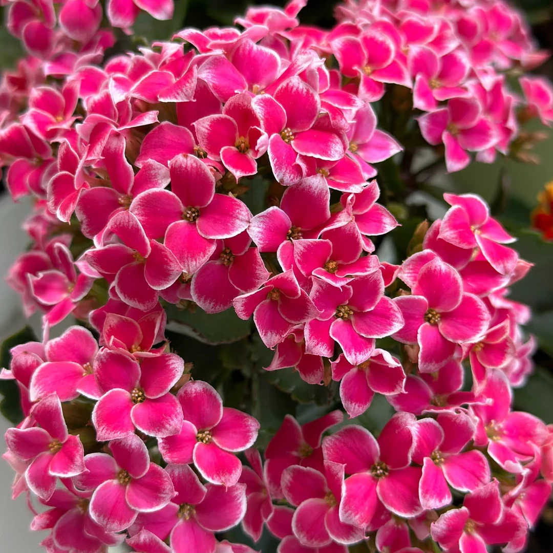 粉岩丁 粉色单瓣大花长寿花室内盆栽观赏开花植物基地直发包邮