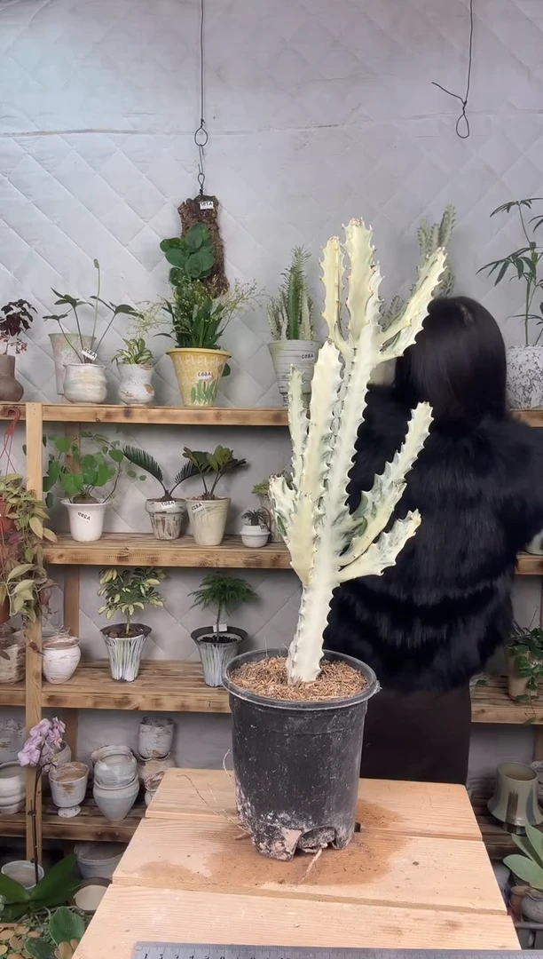 无花朵708白龙骨育苗盆