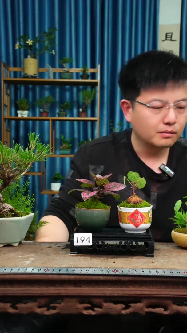 无花朵苔藓微景观194号