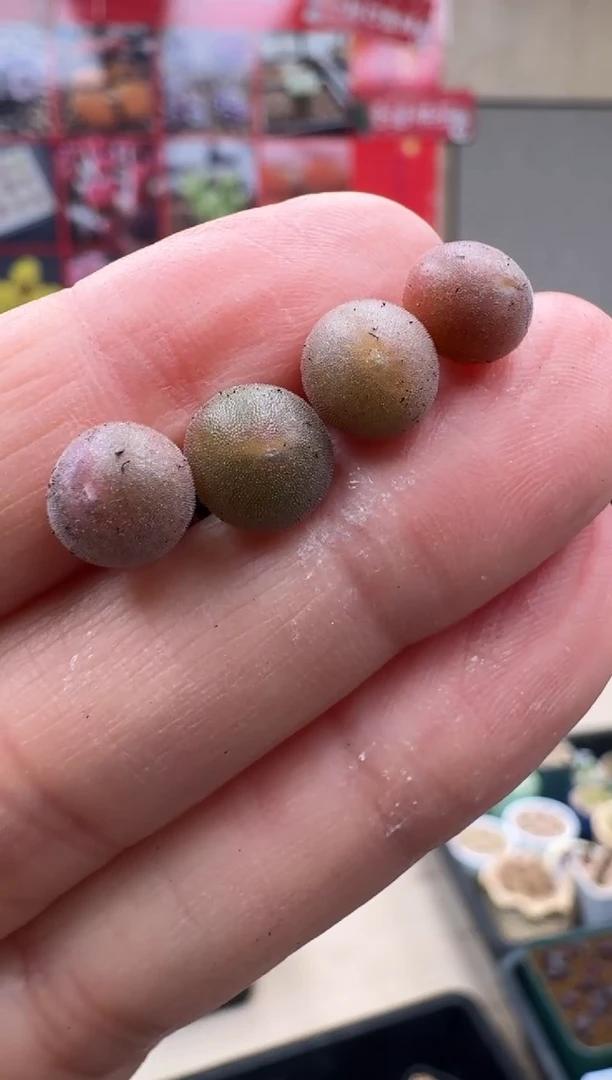 【闪购商品】31-13猫耳空蝉一颗