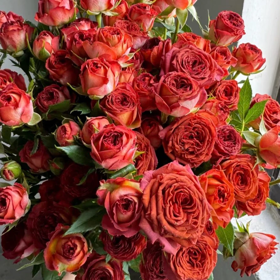 【盼盼鲜花】巧克力泡泡玫瑰 一单陆运/两单升级冷链 云南鲜花