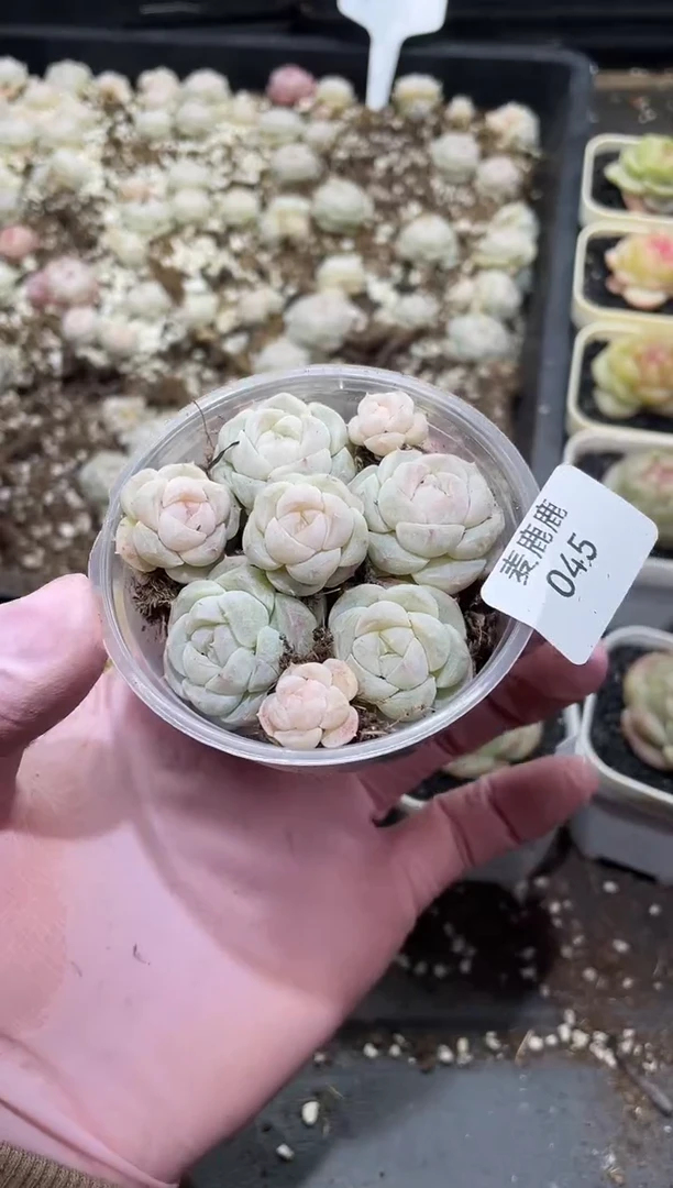 045天白      量拍