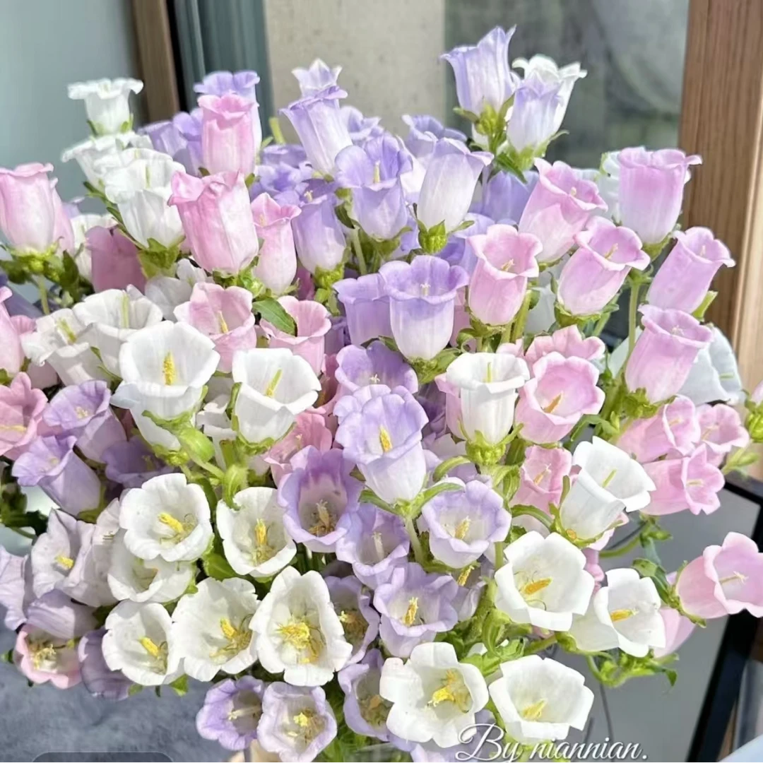 【伯乐 卉选】【风铃花】家庭办公室瓶插鲜切花 一单包邮