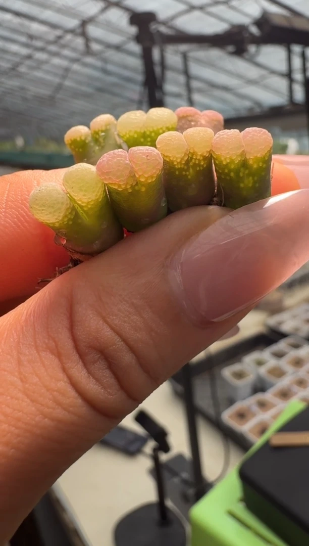 30-12多肉植物肉锥梅子泡泡风铃一颗