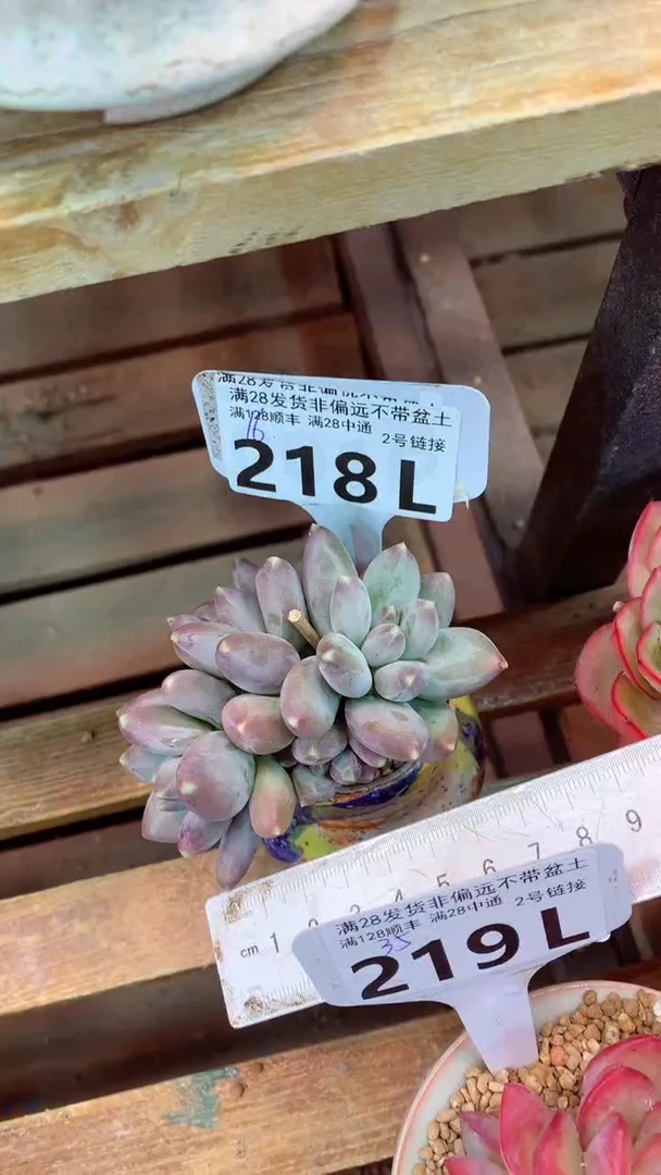218L（一物一拍，精品多肉，所见即所得 ）