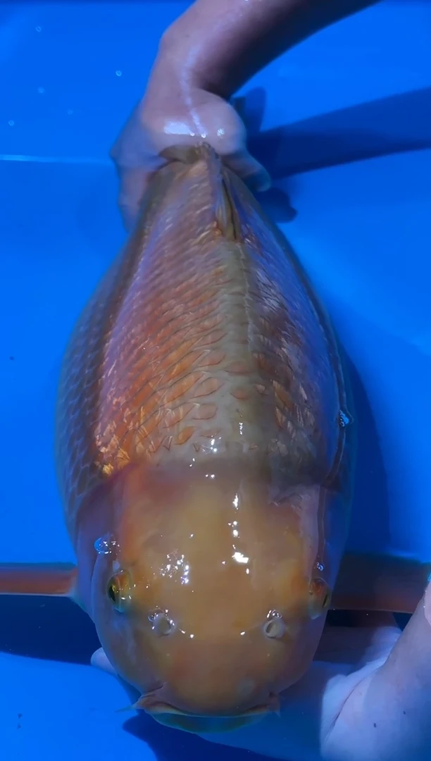 锦鲤佛山金隆锦鲤直播专用闪购链接，不支持7天无理由退货退款