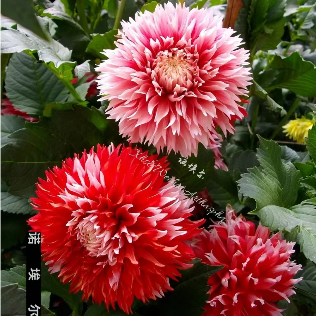 【诺言】 进口大丽花种球对版发货