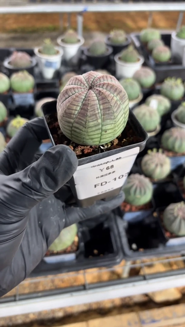 布纹球大戟FD-103