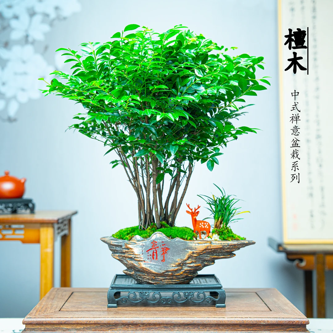 悬崖静字款丛林桩檀木盆栽新中式植物适合室内桌面四季好养花卉