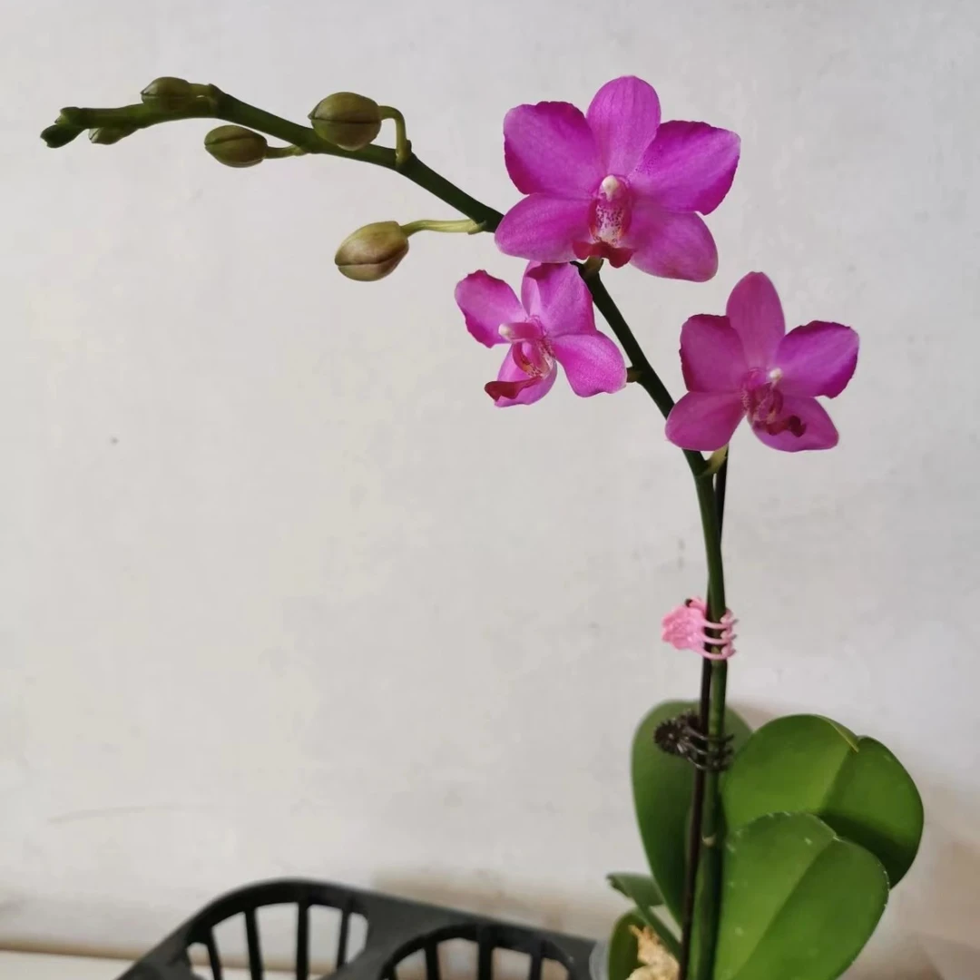 【粉水晶】花后苗    室内精品花卉蝴蝶兰