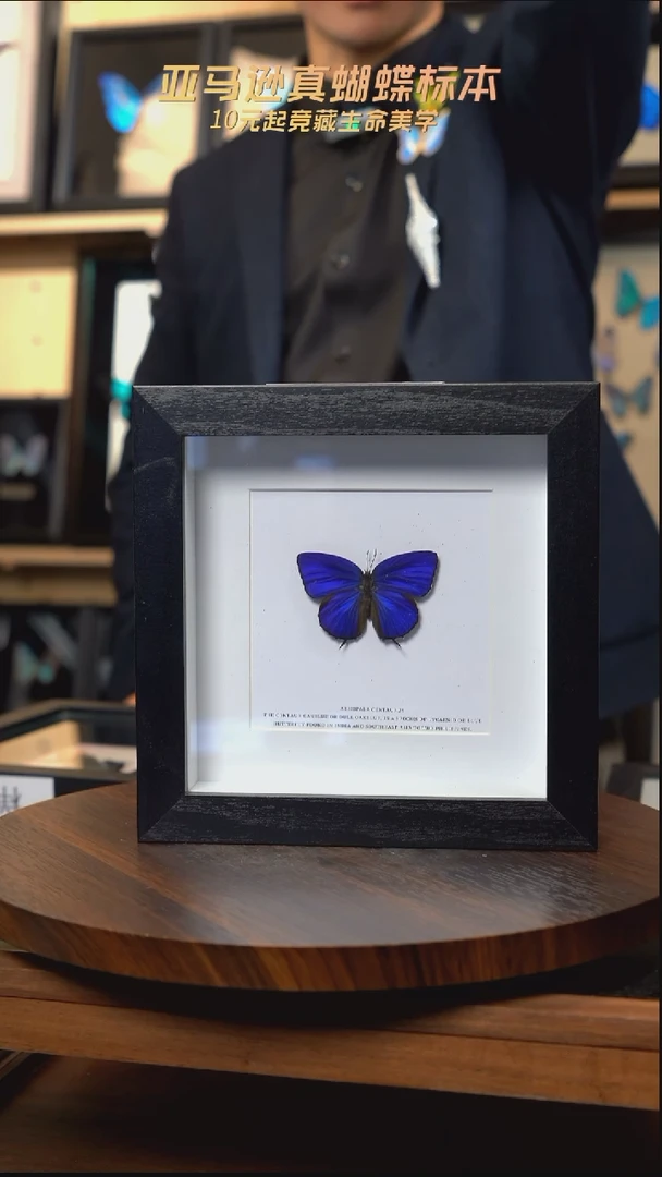 森绕灰蝶标本简约版