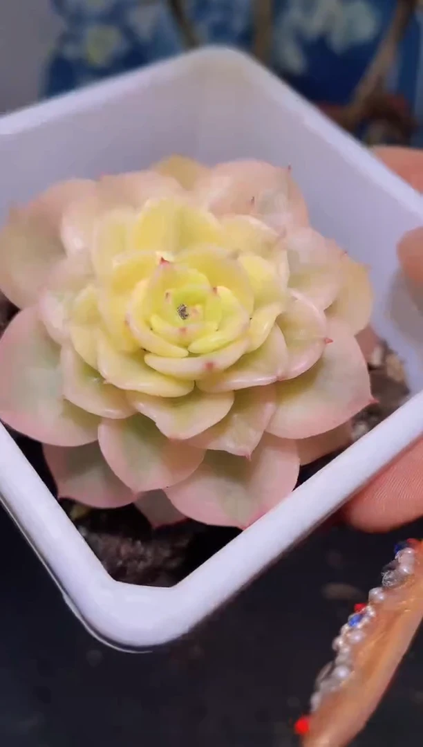 【闪购商品】748腊牡丹锦多肉