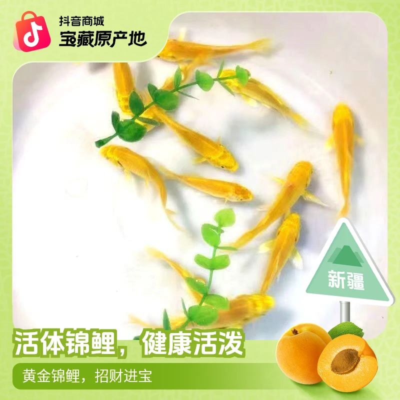 3条黄金10-15CM福利单包邮