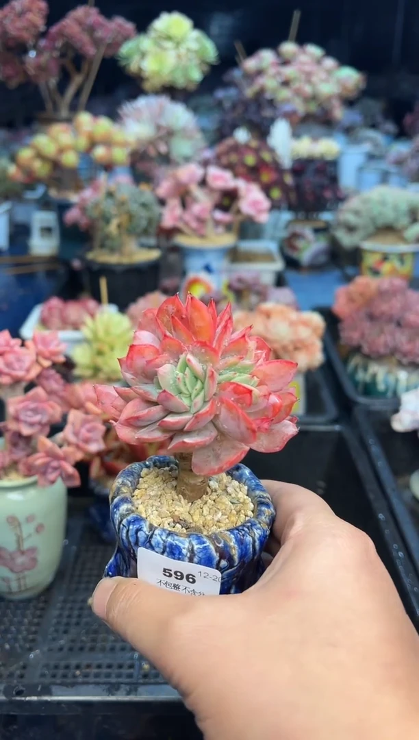 【闪购商品】596不带盆