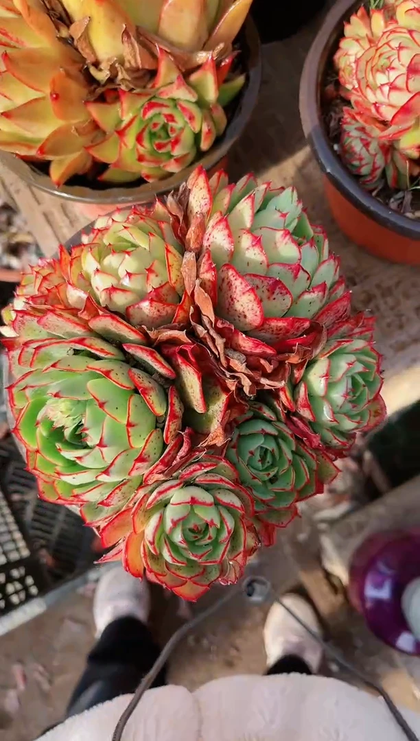 【闪购商品】21264